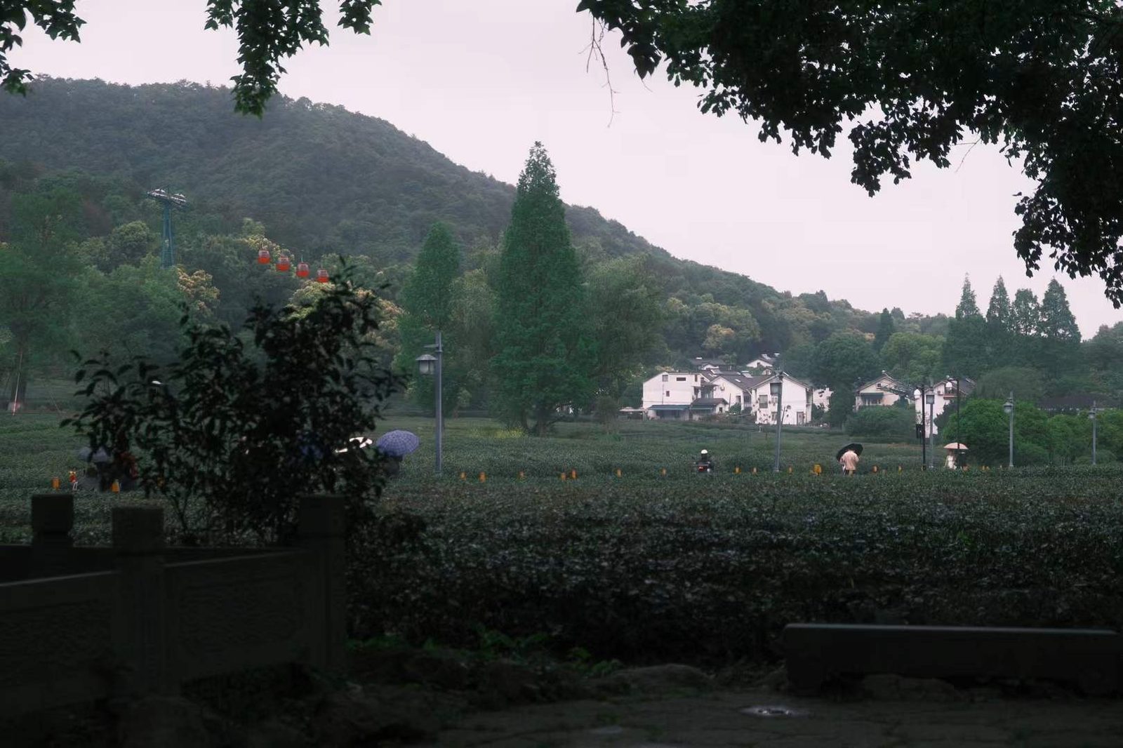 Tea village