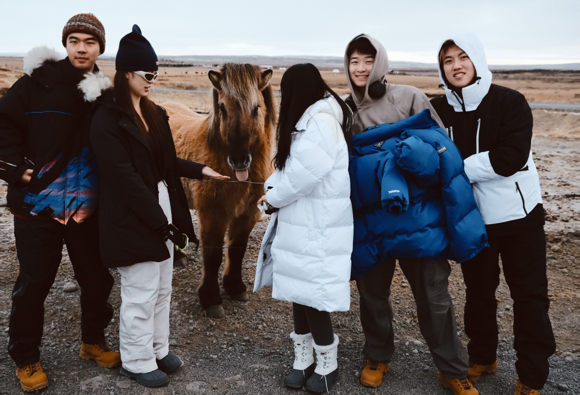 Icelandic horse