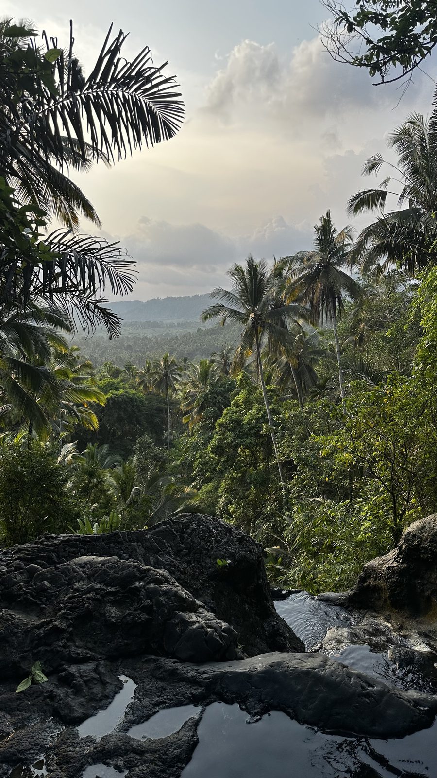 Bali jungle palms