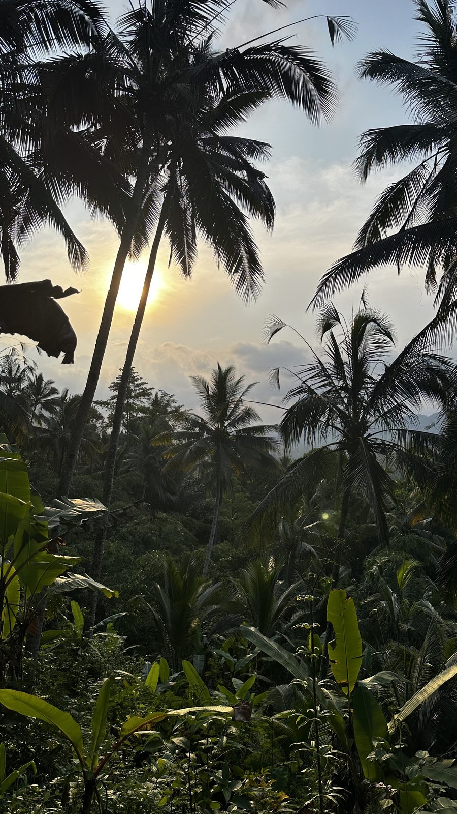 Bali palm sunset