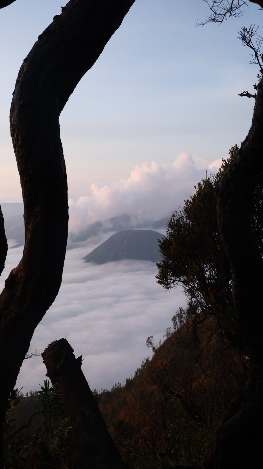 Bromo through trees