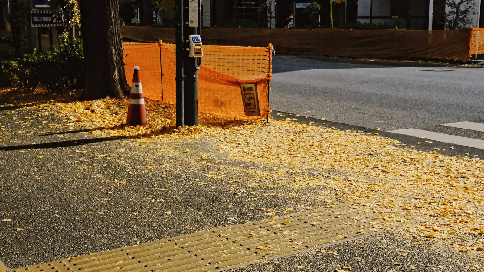 Ginkgo Leaves