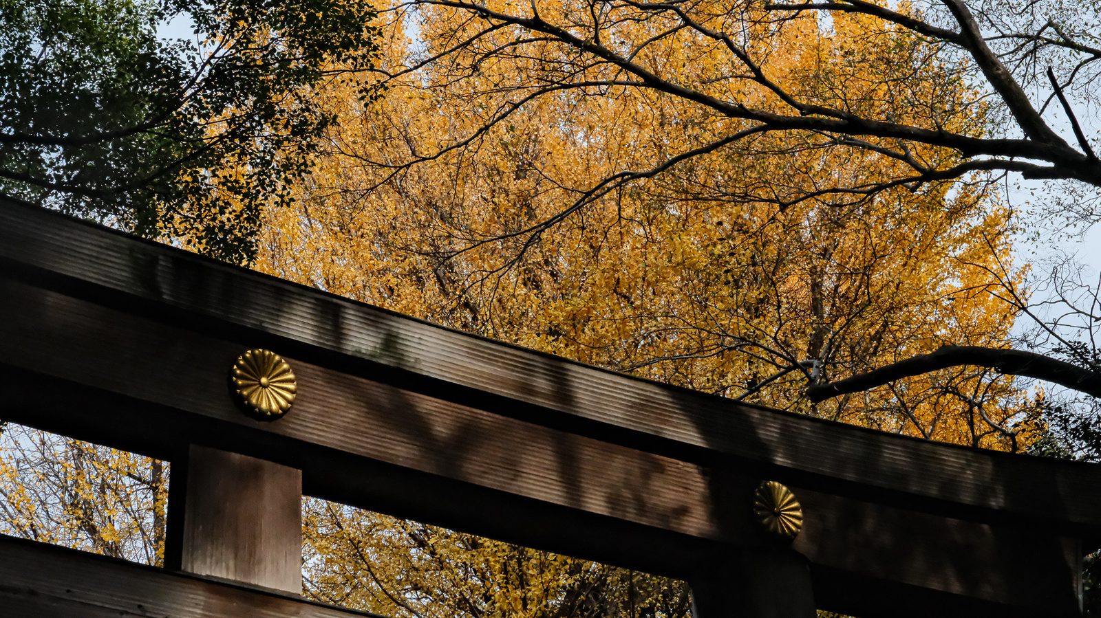 Shrine Torii Ginkgo