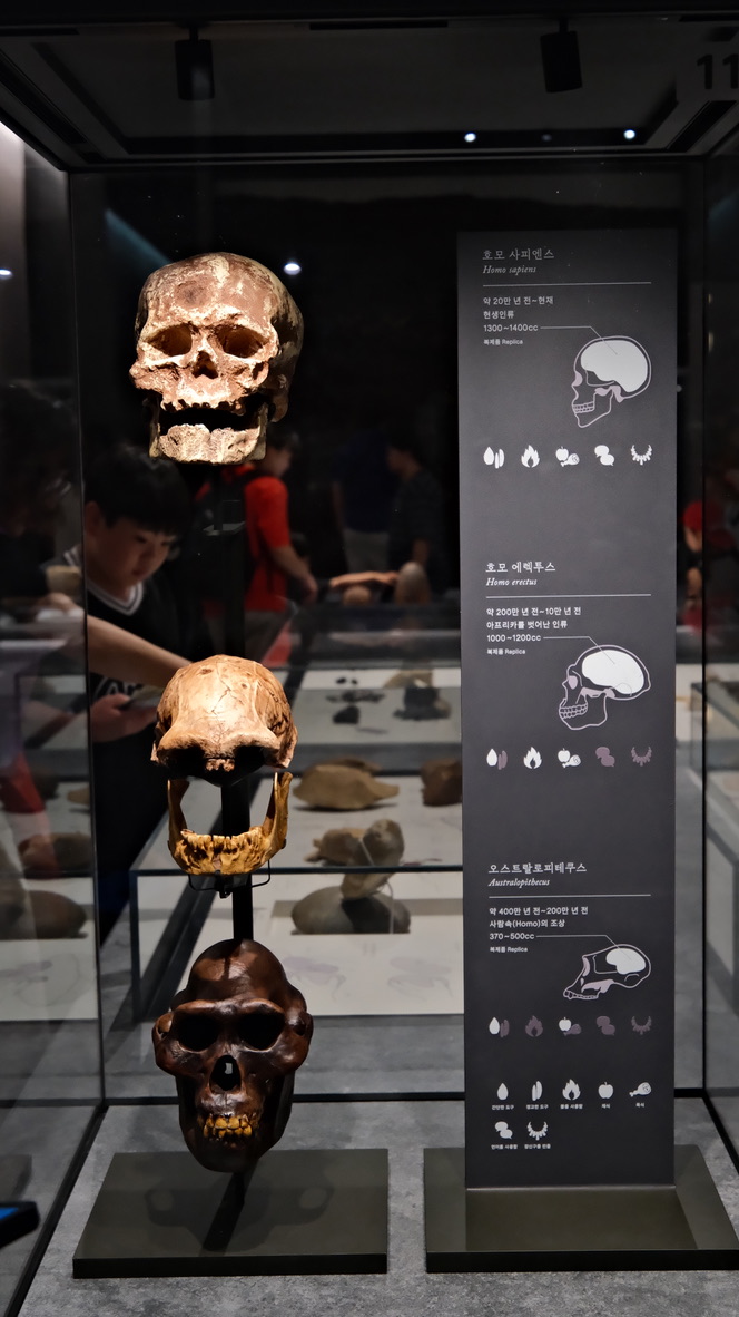 Museum skull display, South Korea