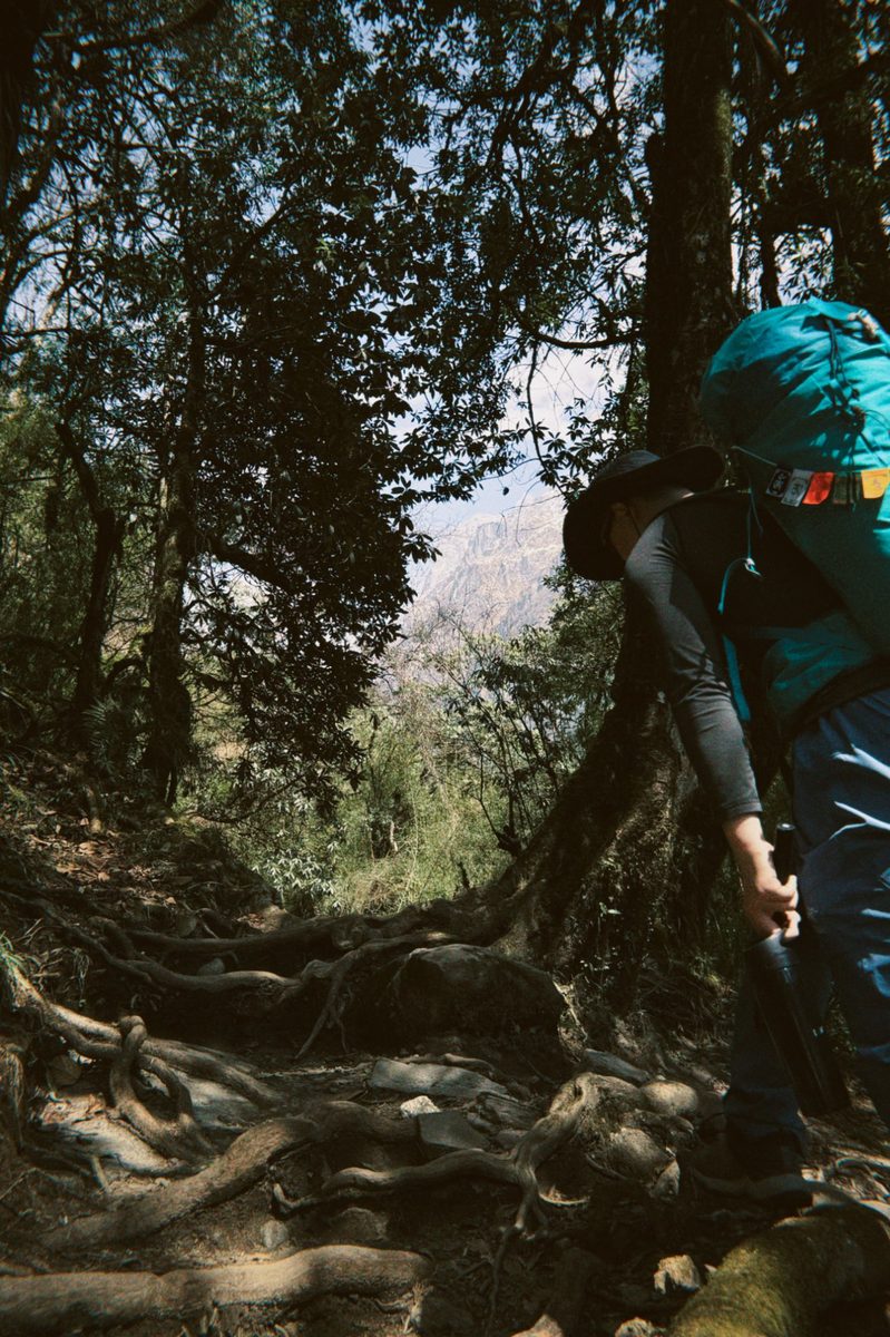 Forest roots, ABC trek