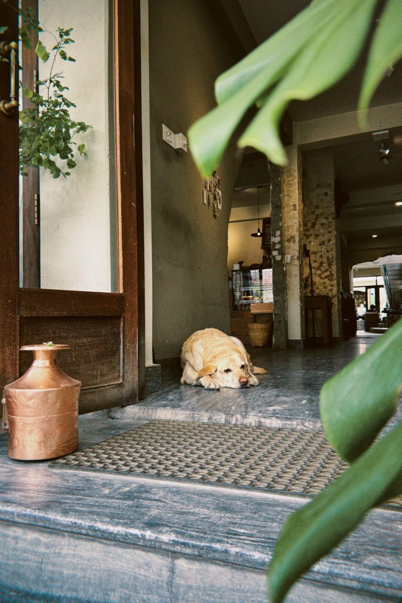 Dog sleeping in cafe