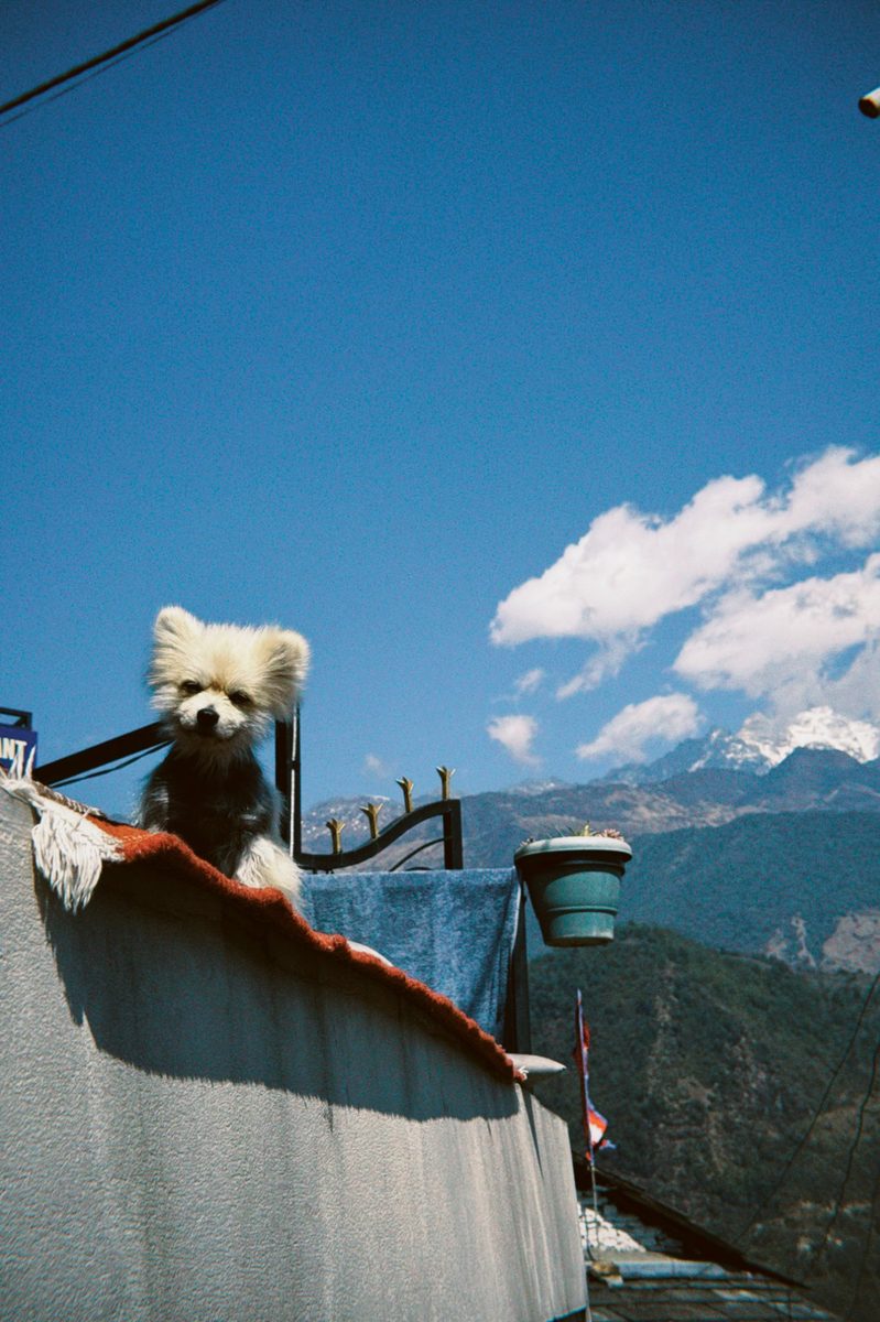 Dog on balcony, mountains