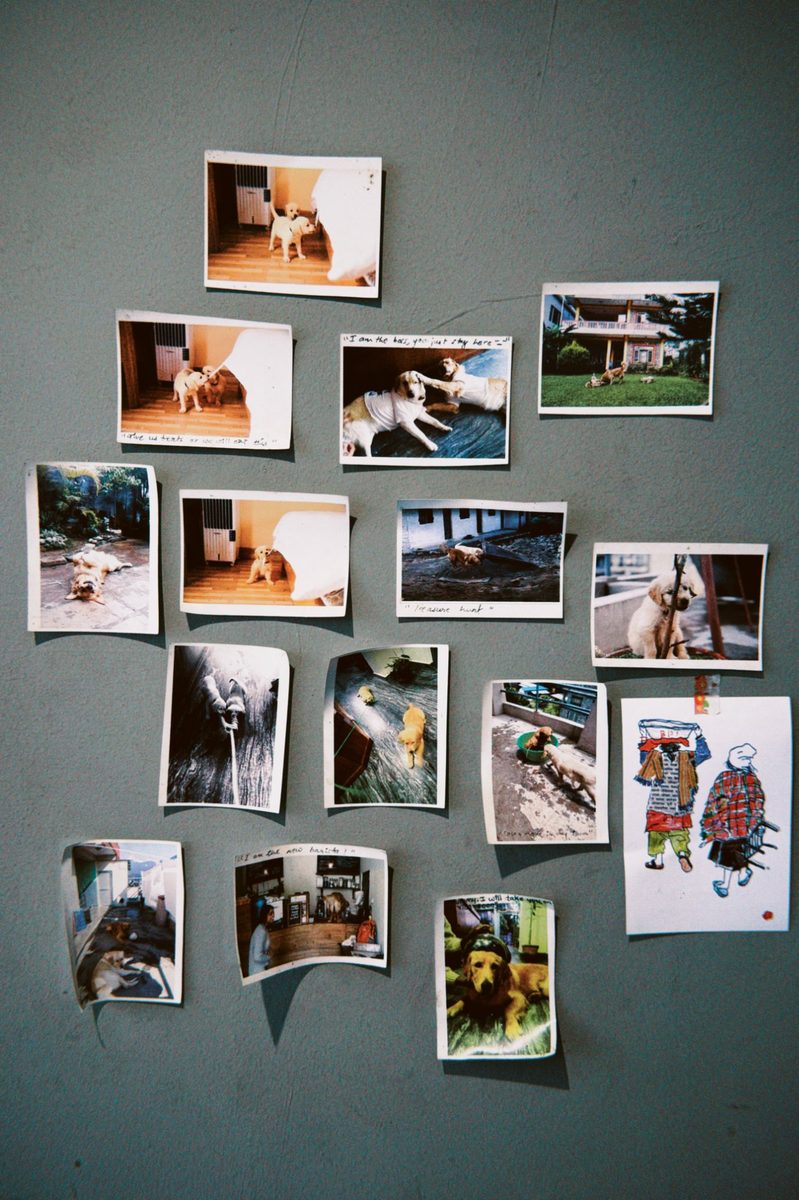 Dog photo wall