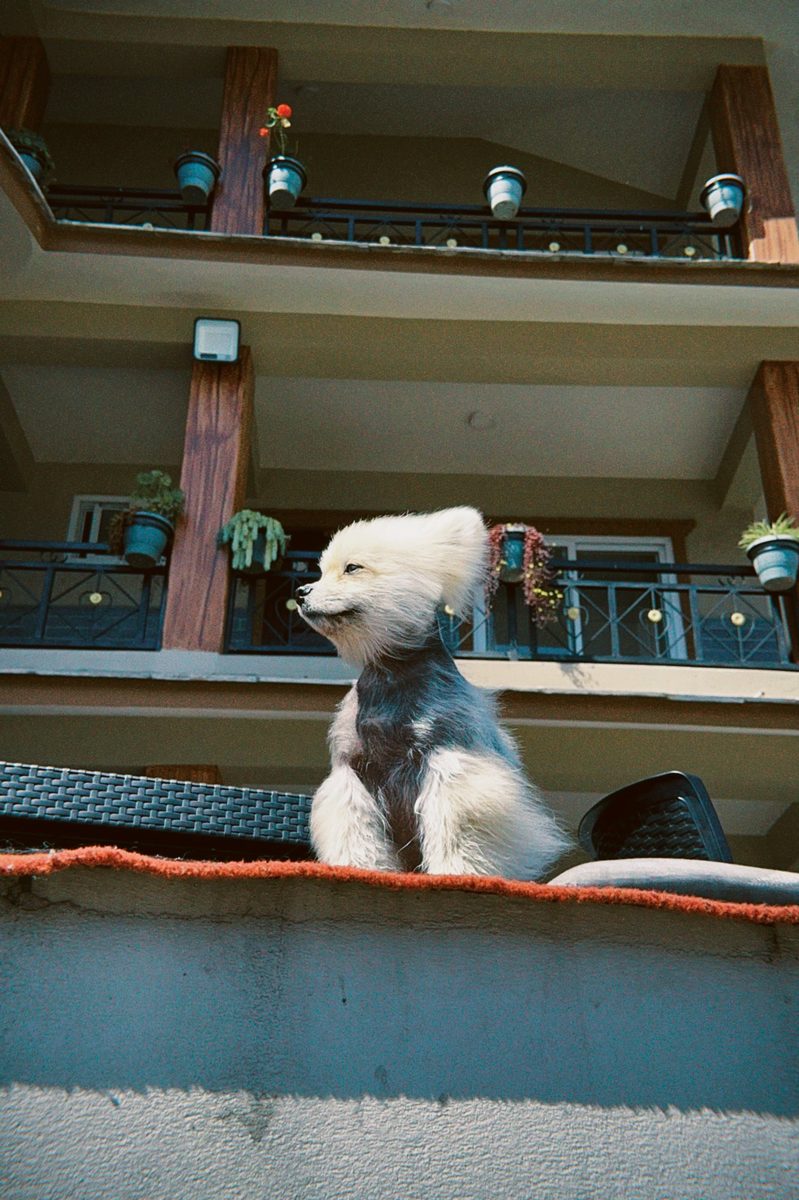 Dog portrait on balcony