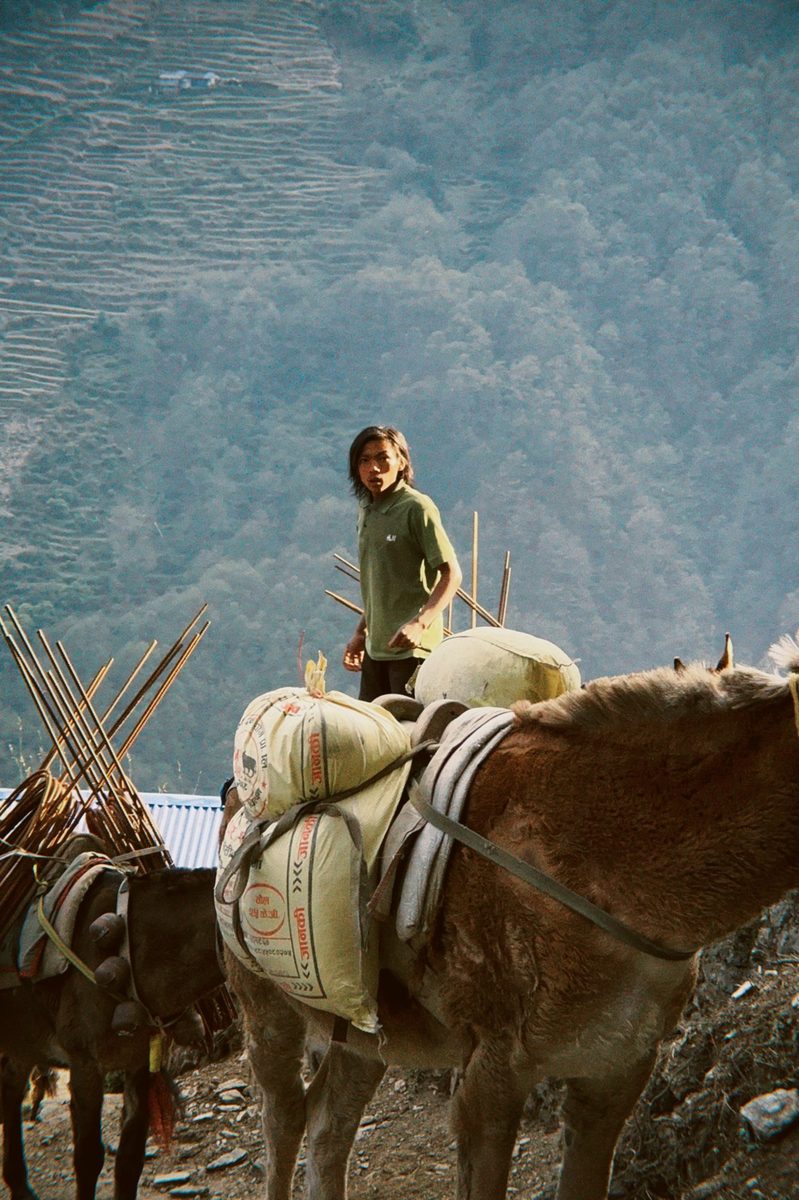 Mule caravan on trail