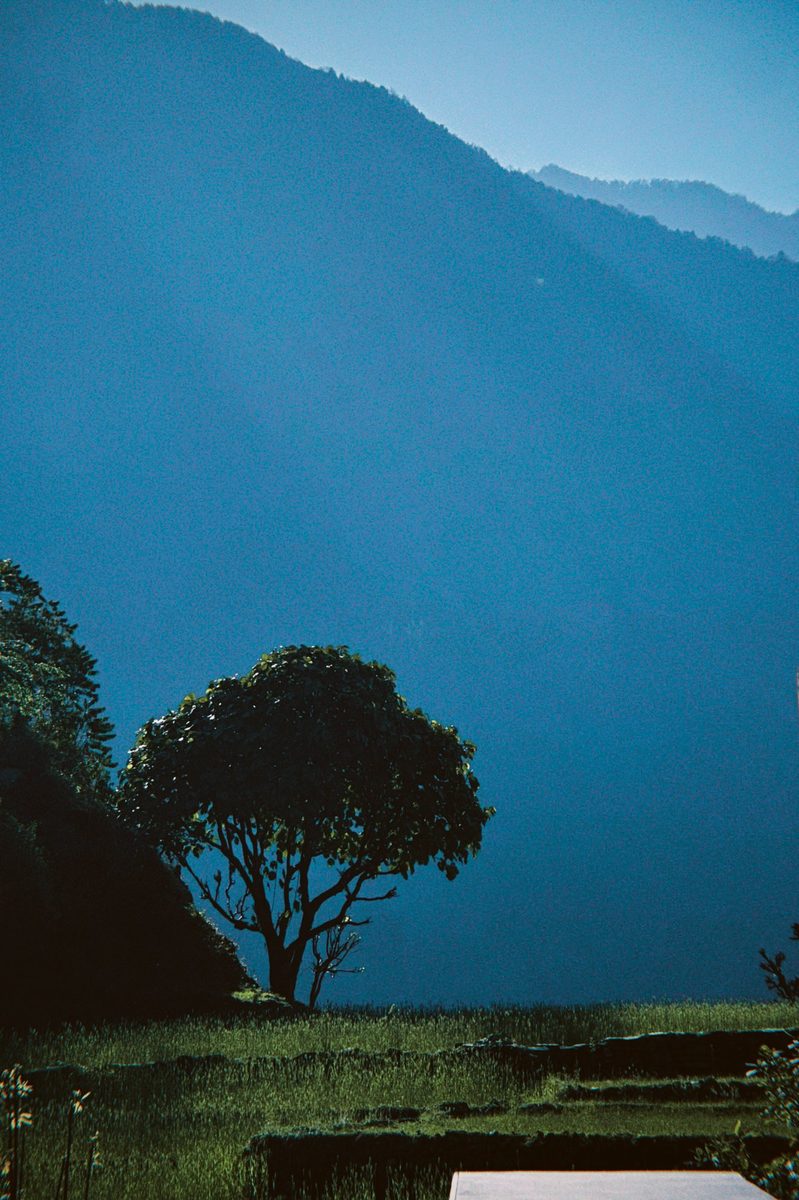 Tree silhouette, blue mountain