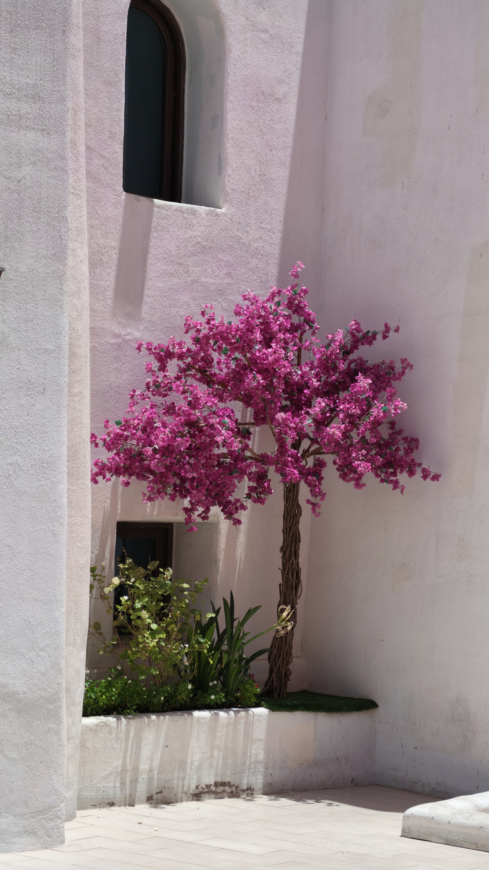Bougainvillea beside a window
