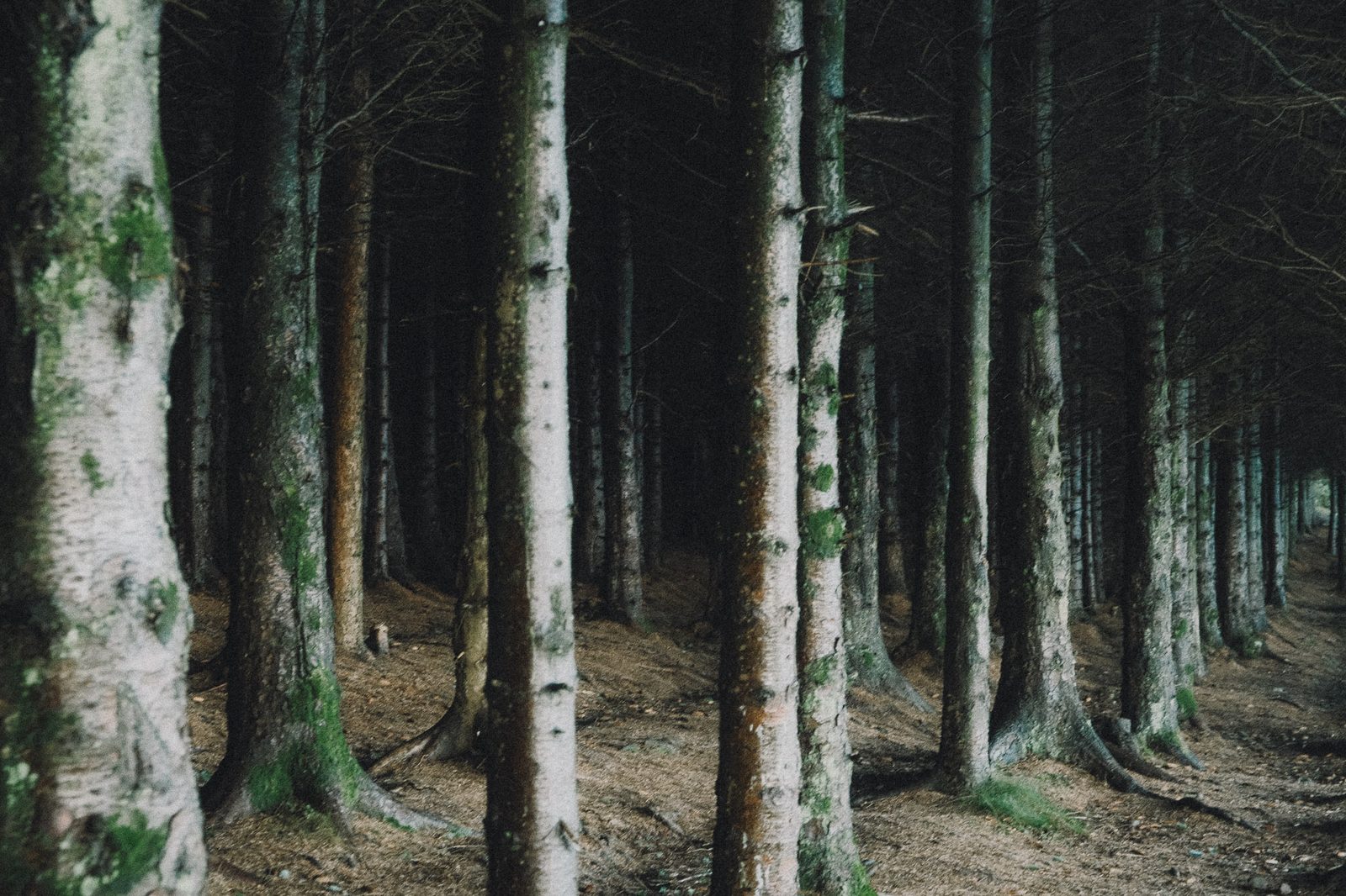 Birch forest trunks