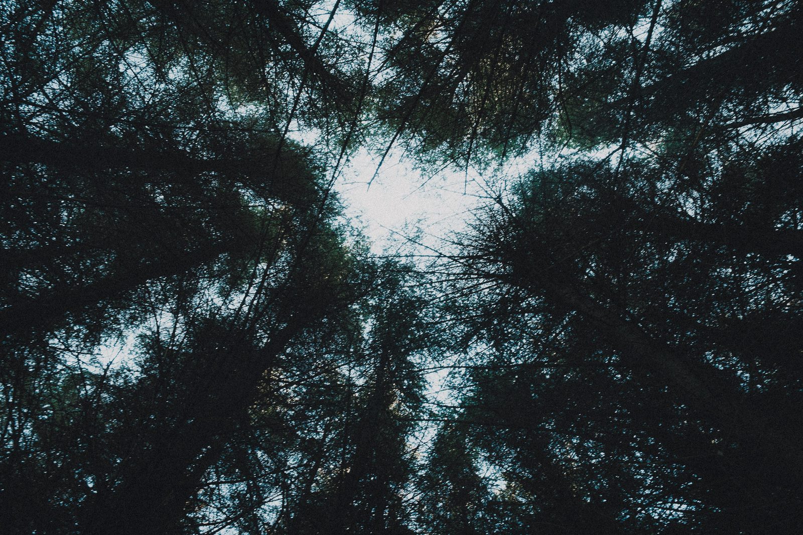 Forest canopy