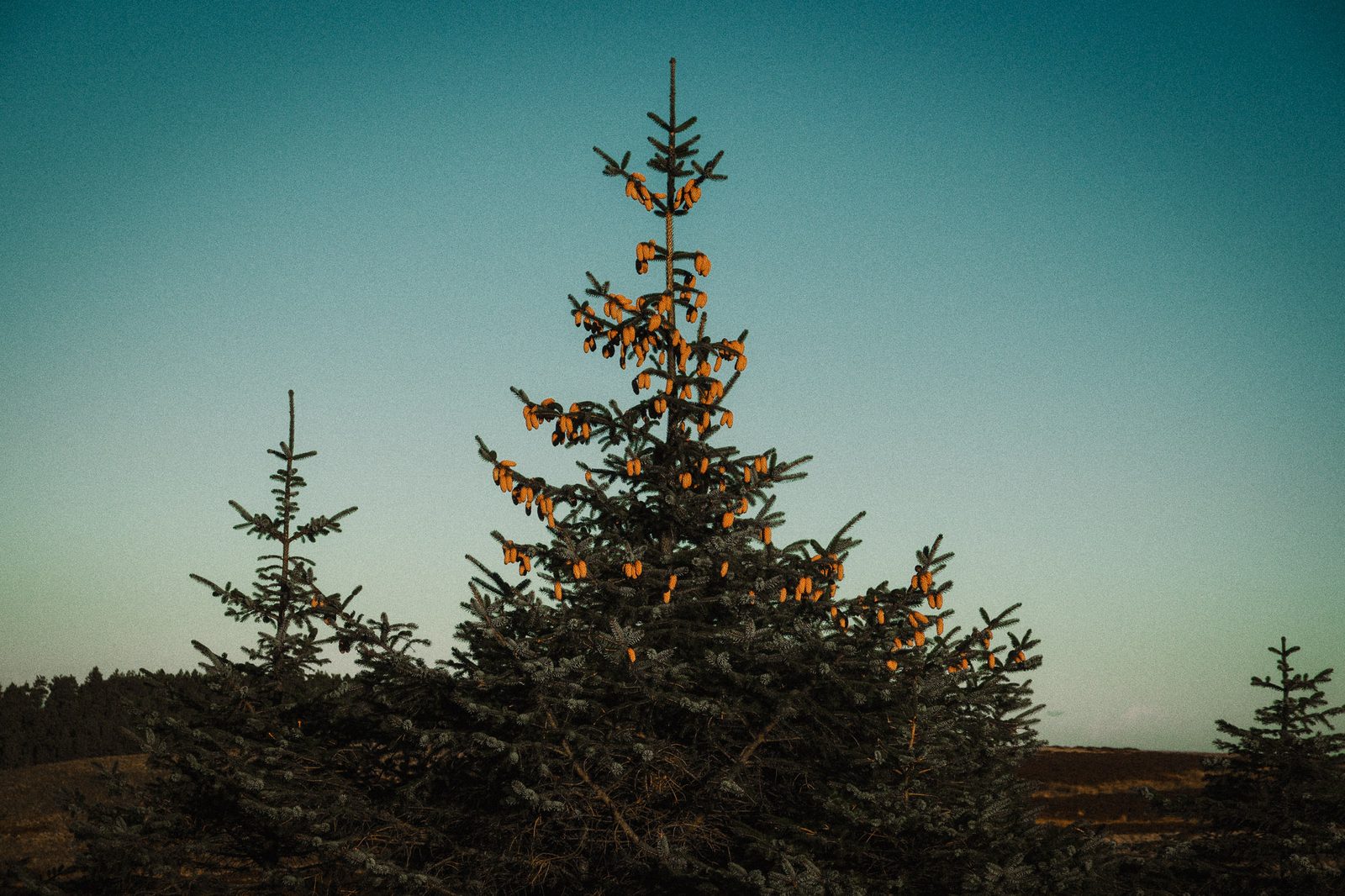 Pine tree with golden cones