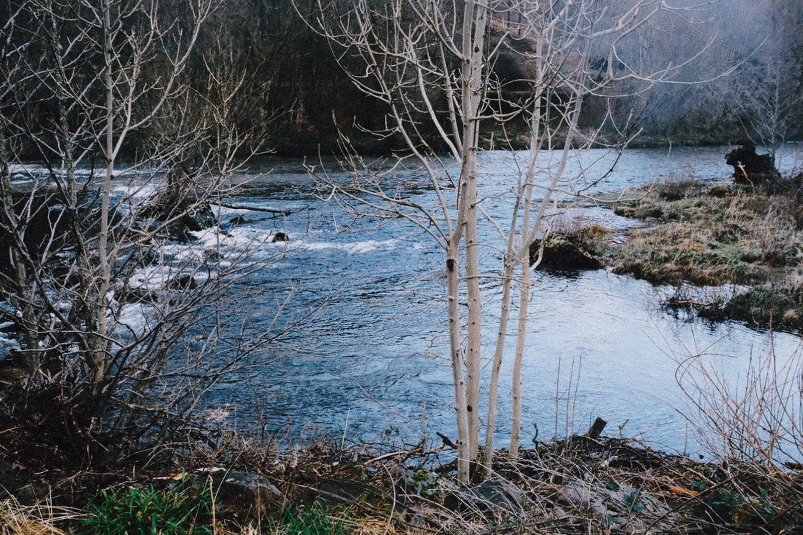River and birch trees
