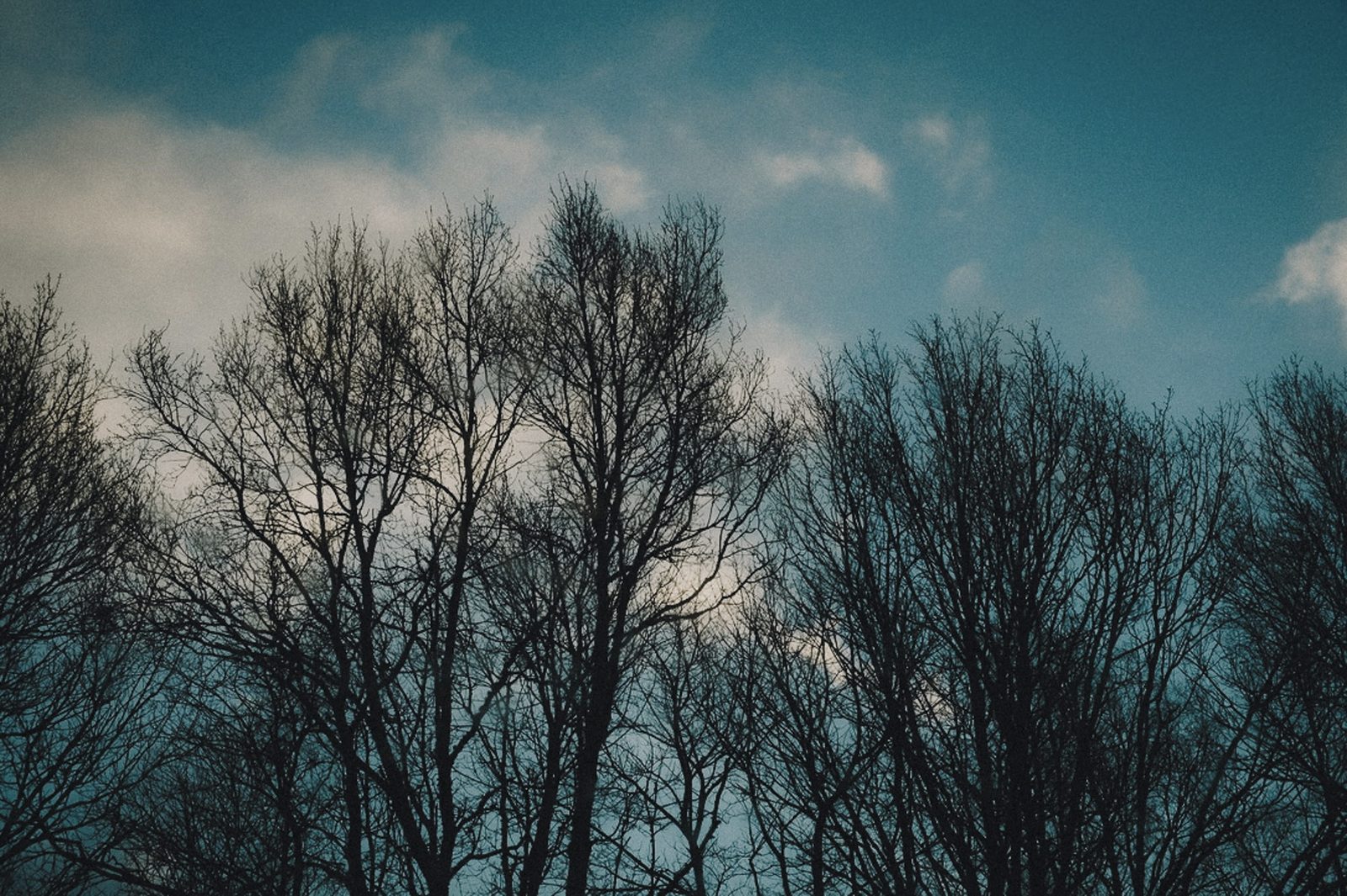 Winter trees