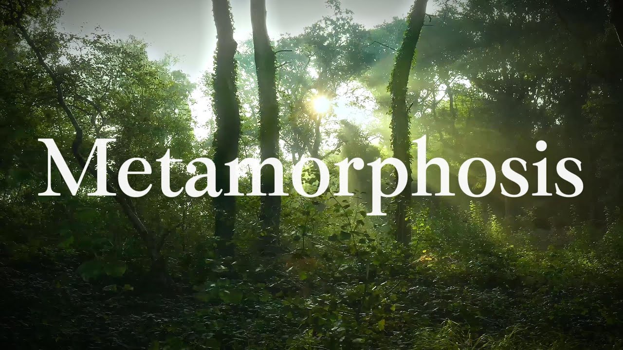 Metamorphosis title over sunlight filtering through a green forest
